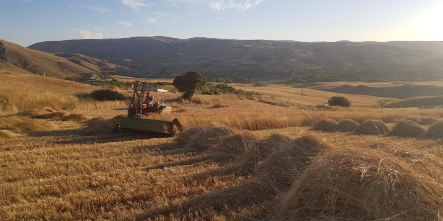 Kuluncak’ta buğday hasadı