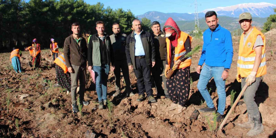 Kumluca’ya 50 dönümlük alanda ikinci bal ormanı