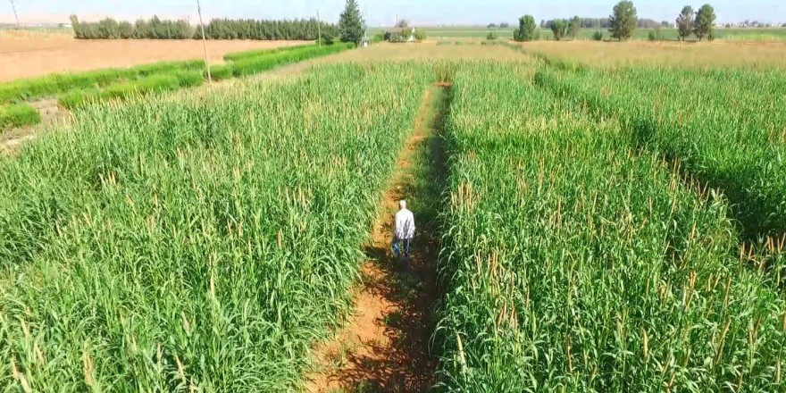 Kuraklığa ve sıcağa dayanıklı inci darısı Şanlıurfa’da alternatif ürün oluyor