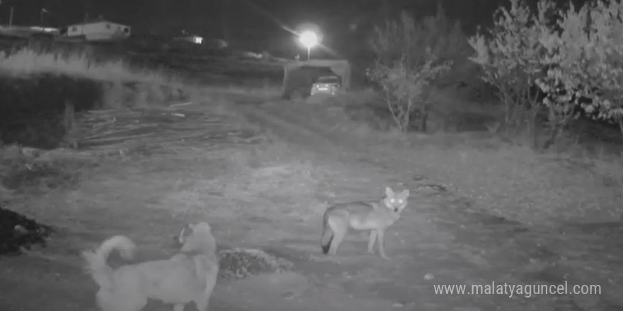 Kurdun köpeği tuzağa çekmesi güvenlik kamerasına yansıdı