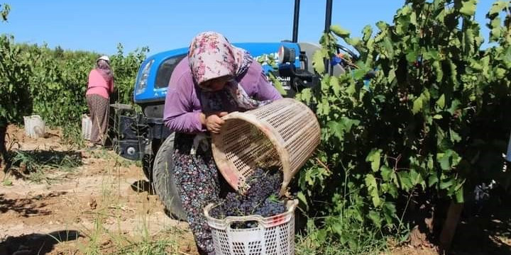 Küresel ısınma Denizli’de üzüm hasadını erken başlattı