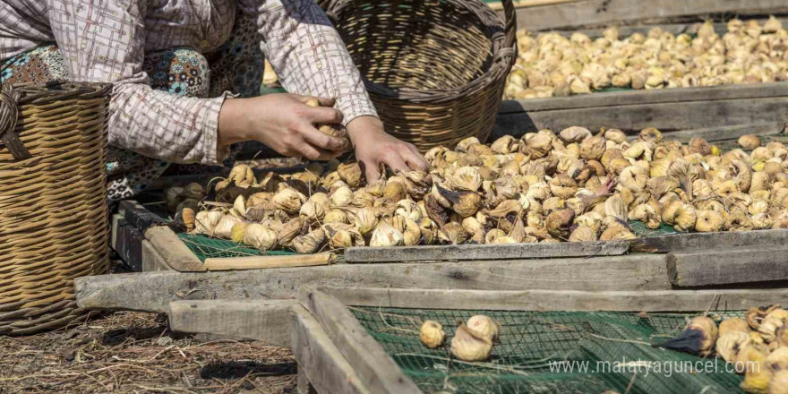 Kuru incir ihracatı 292 milyon dolarla sezonu kapattı