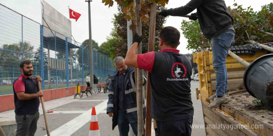 Kuruyan ağaçlar yenilendi