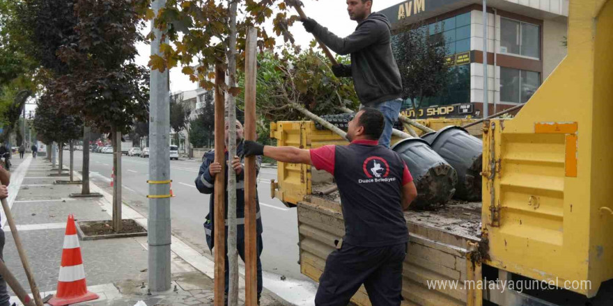 Kuruyan ağaçlar yenilendi