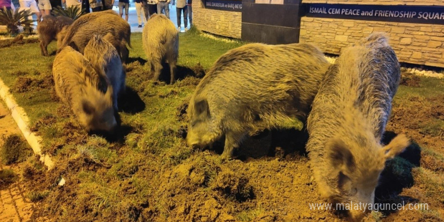 Kuşadası’nda merkeze yaban domuzları indi, o anlar kameraya yansıdı