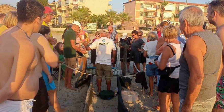 Kuşadası’nda yumurtadan çıkan son yavru caretta da özgürlüğe kulaç attı