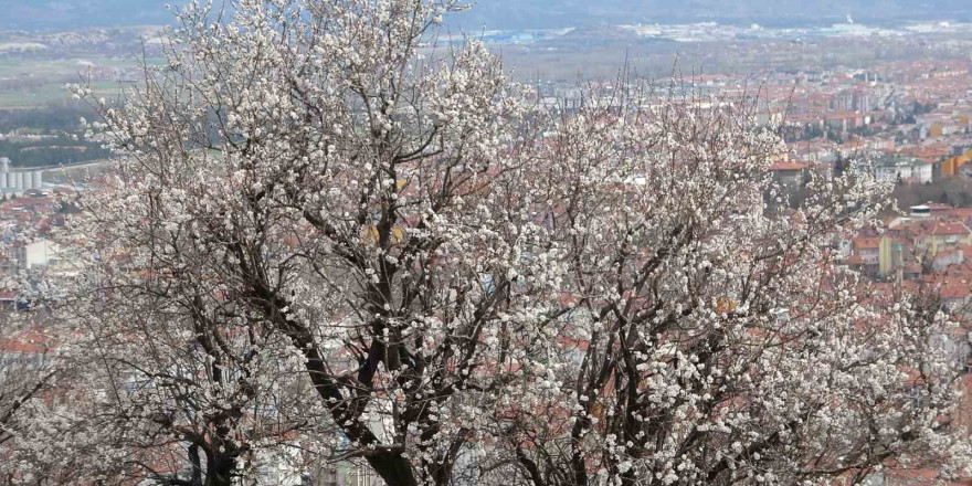 Kütahya’da badem ağaçlarının çiçek açması güzel görüntüler oluşturdu