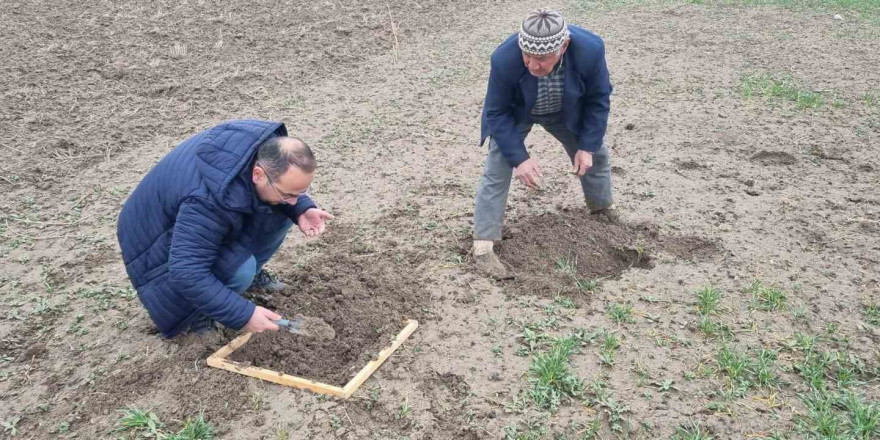 Kütahya’da hububat ekili alanlarda Ekin Kambur Böceği zararlısı tespit edildi