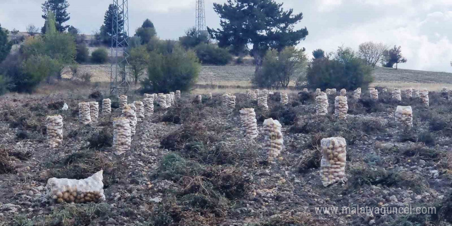 Kütahyalı çiftçiler arpa, buğday yerine daha kârlı olan patates üretimine yöneldi