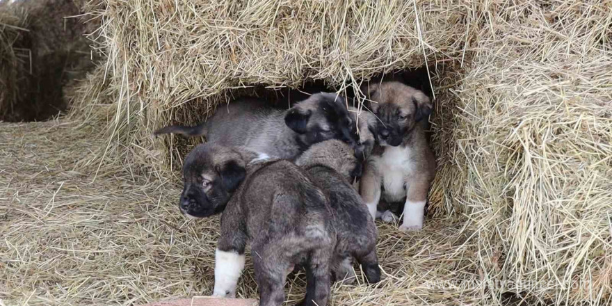 Kuyruksuz köpek yavruları sahiplerini şaşırttı