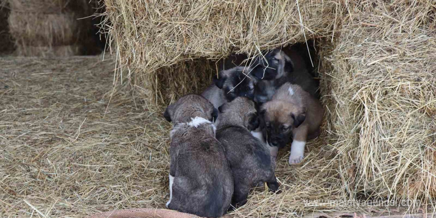 Kuyruksuz köpek yavruları sahiplerini şaşırttı