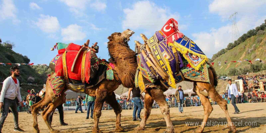 Kuyucak’ta deve güreşi şenlikleri yapılacak