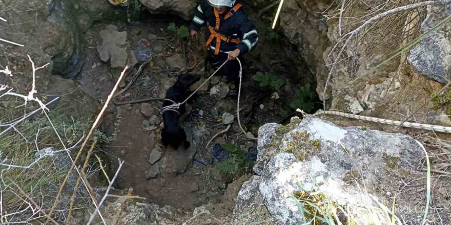 Kuyuya düşen köpeği itfaiye kurtardı