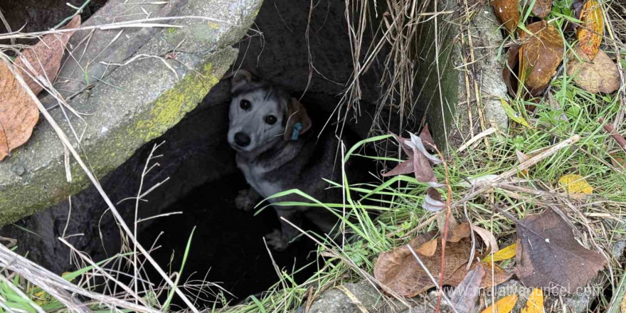 Kuyuya düşerek mahsur kalan sokak köpeğinin yardımına itfaiye koştu