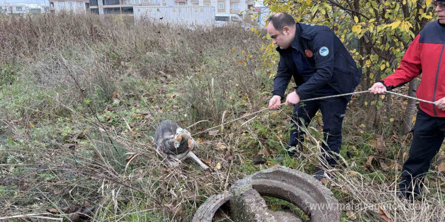 Kuyuya düşerek mahsur kalan sokak köpeğinin yardımına itfaiye koştu