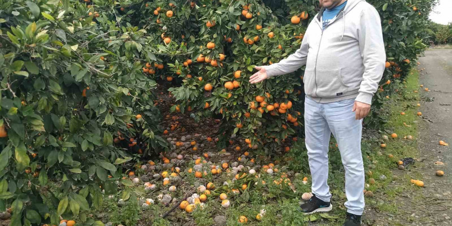 Lüks marketlerde 25 TL’ye satılan mandalinayı bedavaya dağıtsa da toplayan bulamıyor