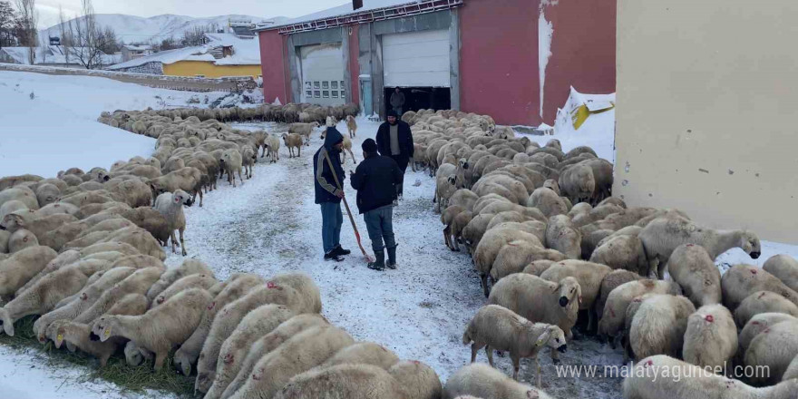 Mahsur kalan koyunlara ve çobanlara başkan sahip çıktı