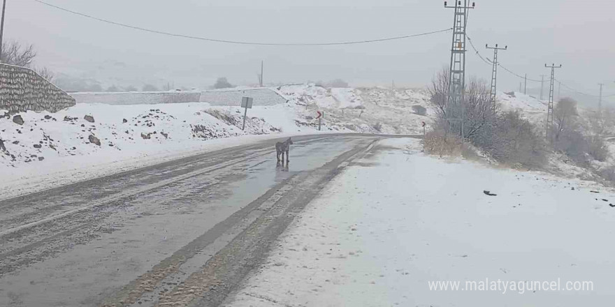 Malatya’da nesli tükenmekte olan vaşak görüldü