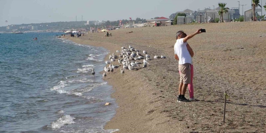 Manavgat sahilleri martı ve diğer deniz kuşlarıyla dolup taşmaya başladı