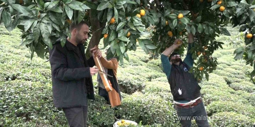 Mandalinayı kemençe eşliğinde hasat ettiler