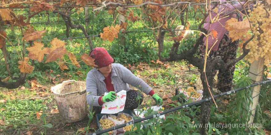 Manisa’da 6 aydır üzüm hasadı devam ediyor