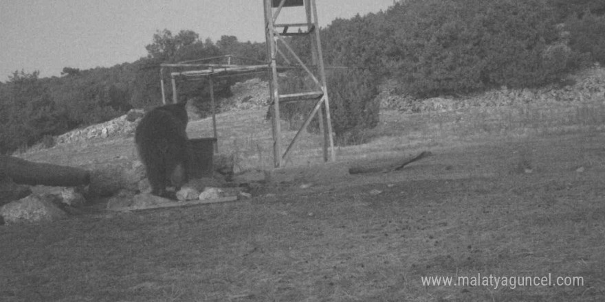 Manisa’da ilk kez boz ayı görüntülendi