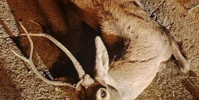 Manisa’da yola fırlayan geyiğe otomobil çarptı