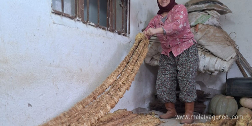 Manisalı kadın üretici organik tütün yetiştirmeye devam ediyor