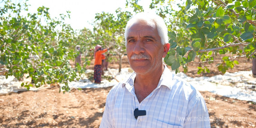 Mardin’de 20 bin dönümlük alanda fıstık hasadı başladı