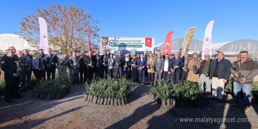 Mardin’de çiftçilere 19 bin 480 zeytin fidanı dağıtıldı