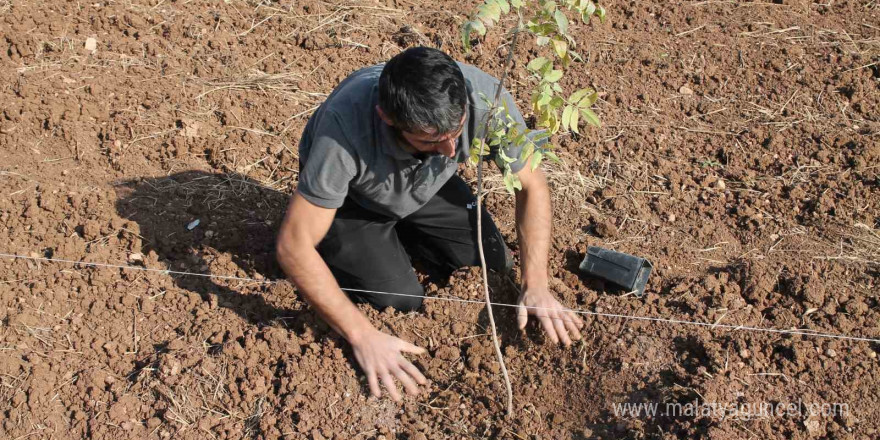 Mardin’de fıstık ağaçları toprakla buluşturuldu