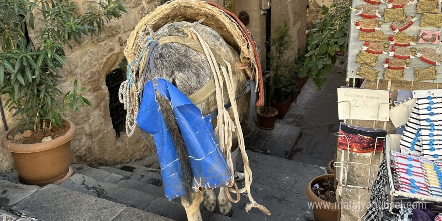 Mardin’de kadrolu eşeklerin zorlu mesaisi