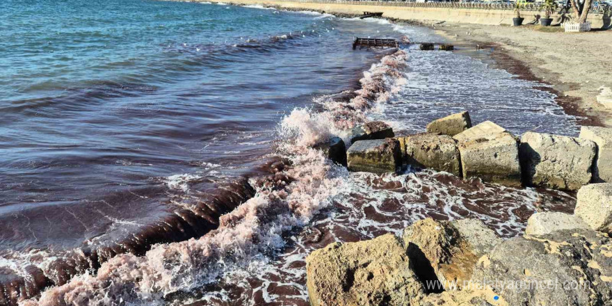 Marmara Denizi’nde kızıl yosun akıntısı sürüyor