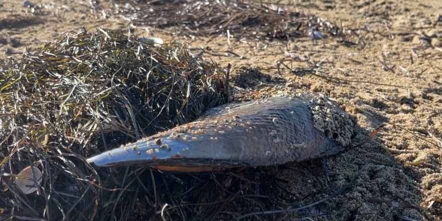 Marmara’nın umudu denilmişti; ölen pinalar endişeye neden oldu