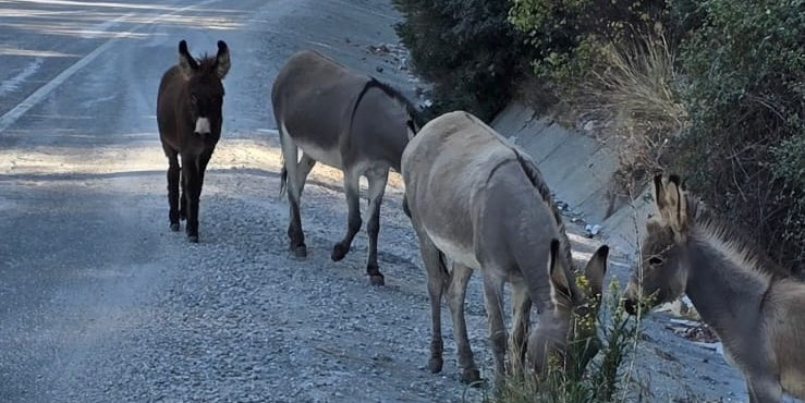 Marmaris’te trafikte eşek tehlikesi