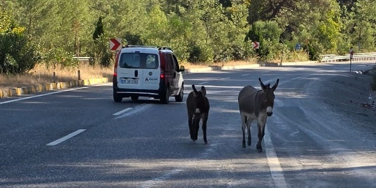 Marmaris’te trafikte eşek tehlikesi