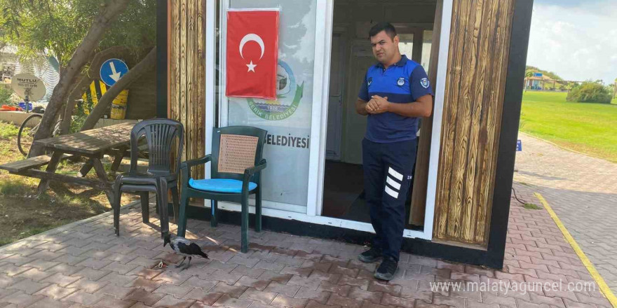 Maskot karganın ’firari’ karga olduğu ortaya çıktı