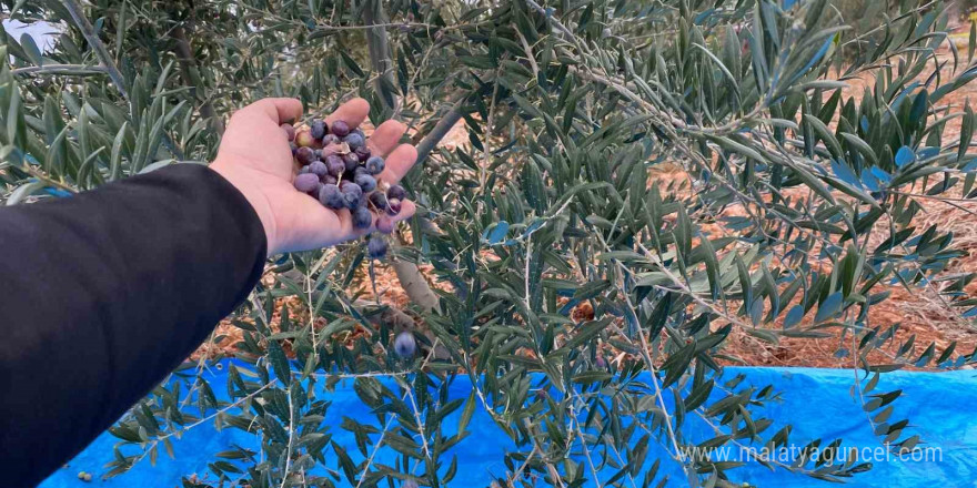 Mayıslar Mahallesi’nde soğuk havaya rağmen 300 kilo zeytin zeytin hasat edildi