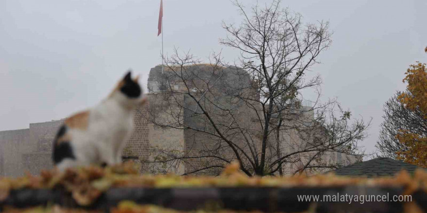 Medeniyetler beşiği Harput’ta ’kedili’ manzaralar