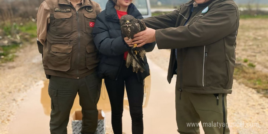 Menteşe’de yaralı Şahin kurtarıldı