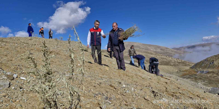 Meralara tuz çalısı fidesi dikimi yapıldı