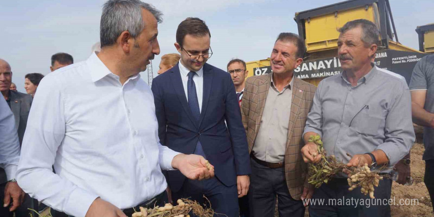 Meriç’te coğrafi işaretli yer fıstığında hasat mesaisi başladı