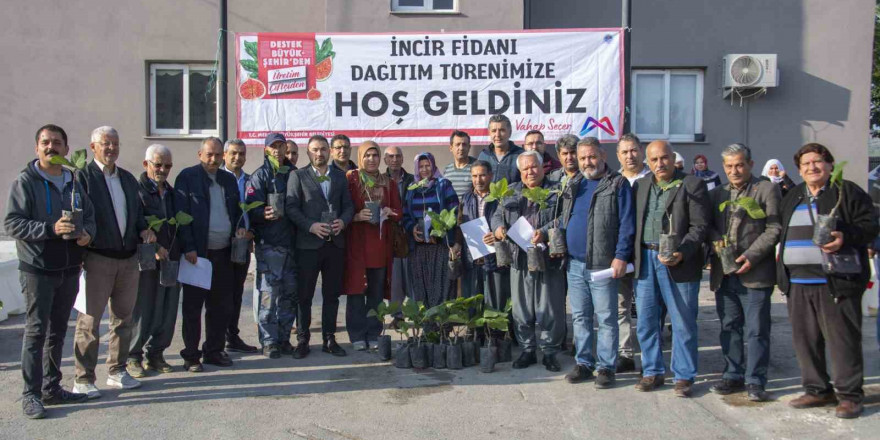 Mersin Büyükşehir Belediyesinden üreticilere incir fidanı desteği