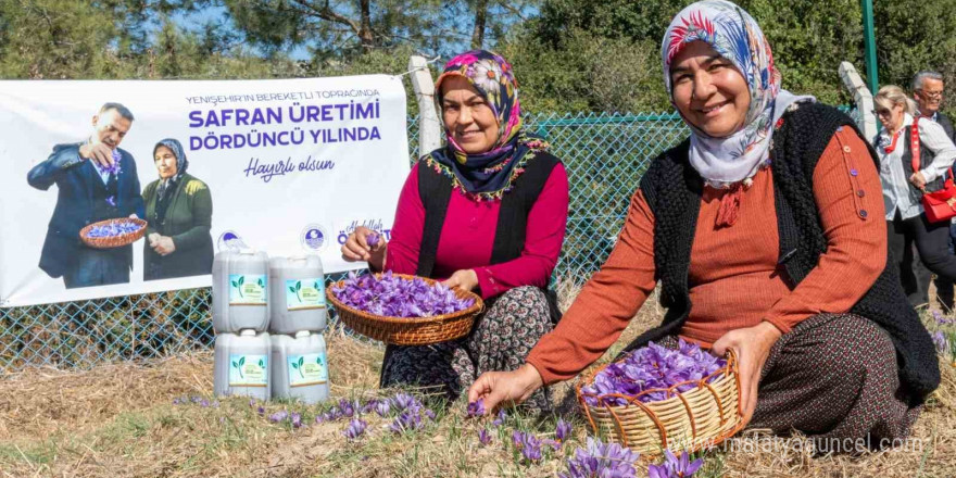 Mersin Yenişehir’de safran üretimi 4. yılına girdi