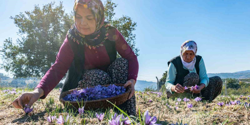 Mersin Yenişehir’de safran üretimi 4. yılına girdi