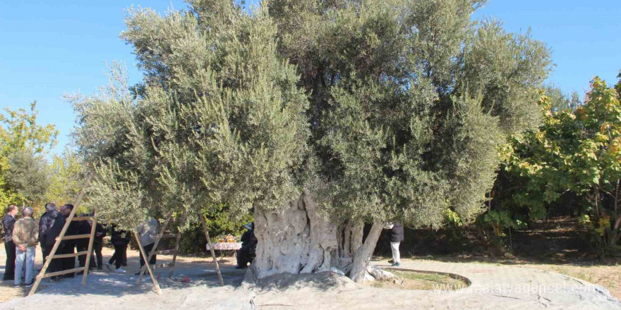 Mersin’de bin 300 yıllık zeytin ağacından hasat yapıldı