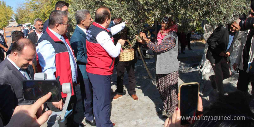 Mersin’de bin 300 yıllık zeytin ağacından hasat yapıldı