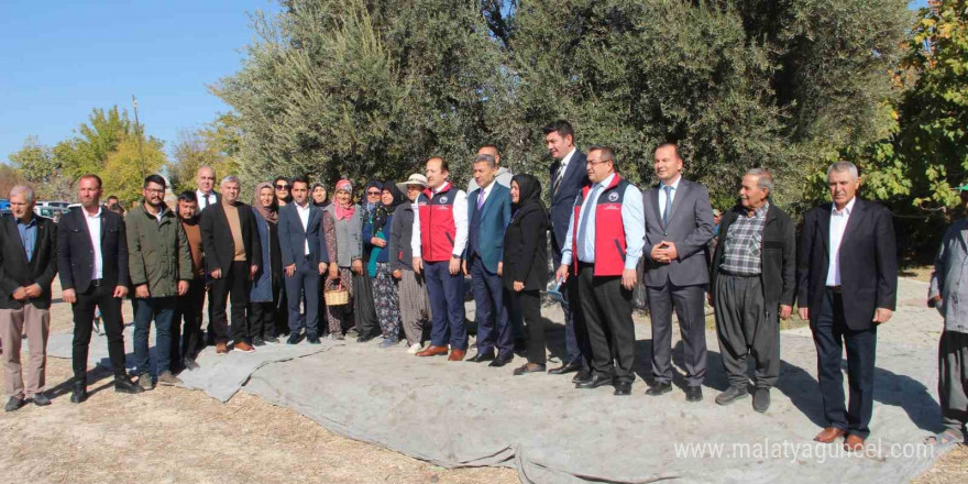 Mersin’de bin 300 yıllık zeytin ağacından hasat yapıldı