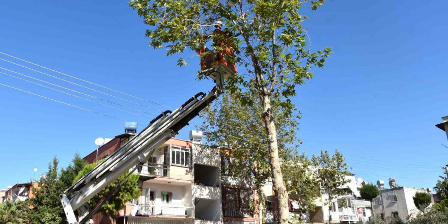 Mersin’de budanan ağaç dalları yakacak olarak dağıtılıyor