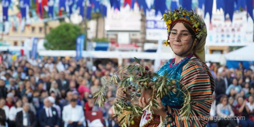 Milas’ta zeytin hasat şenliği için geri sayım başladı